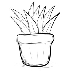 Aloevera plant in pot