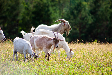 A herd of goats grazes in the meadow. Farming. Self-walking goat. Farm pasture. Summer day. Goats eat grass