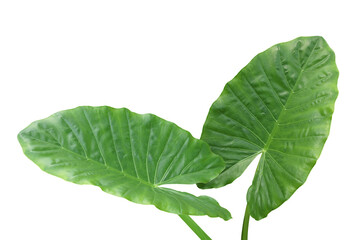 Tropical Green Leaves of Elephant Ear Plant Isolated on White Ba