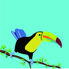 toucan bird on a branch