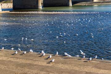 水辺に集まるたくさんの白いカモメ