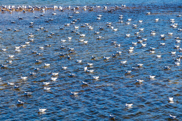 青い水面に浮かぶたくさんの白いカモメ