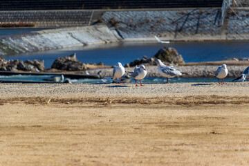 Obraz premium 川岸に集まるかわいらしいユリカモメ
