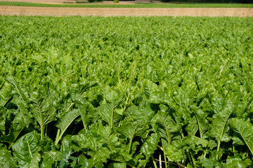 Healthy green beet leaves on an agricultural field in Germany. Sunny summer day.