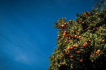 Fototapeta na wymiar orange tree and sky