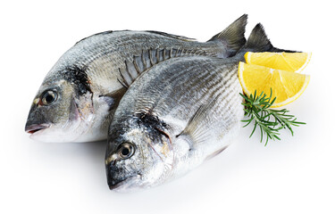 Gilt-head bream (dorade) isolated on white background. With clipping path.