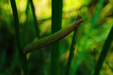 Acorus calamus or Calamus or Myrtle grass or Sweet flag or Sweet root flower.