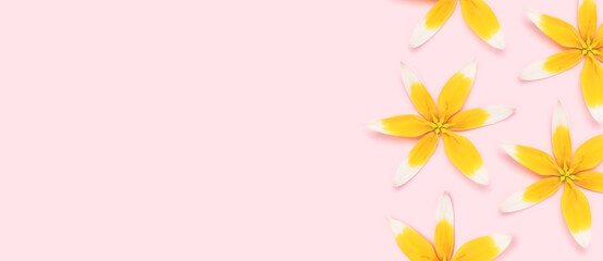 Banner with yellow wild tulip flowers on a pink pastel background. Place for text.