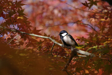 紅葉とシジュウカラ　東京、赤坂にある東京ミッドタウン