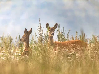 Deurstickers Capreolus capreolus, female Roe Deer and young fawn- baby deer in wild nature. Wildlife animals © Michal