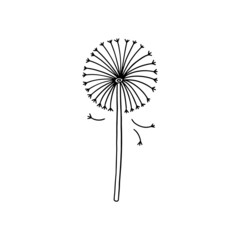 Dandelion flower in black linear style, vector illustration isolated on white background.