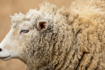 ふわふわなヒツジ