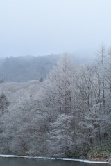 Obraz na płótnie Canvas 雪景色　雪に覆われたカラマツ