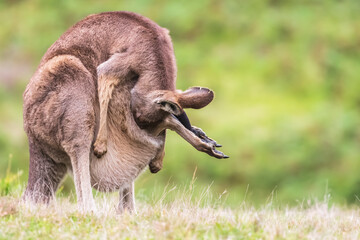 Eastern grey kangaroo (Macropus giganteus) hiding baby in pouch