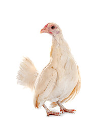 serama chicken in studio