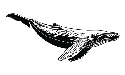 Whale vector clipart. white abstract sperm whale illustration. Graphic design for printing and cutting files. Silhouette cut out design for t-shirt cups and stuff. whale logo, tattoo. Underwater wor © liza