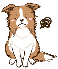 不満があるボーダーコリー（レッド＆ホワイト）