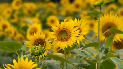 日本の夏　ひまわり