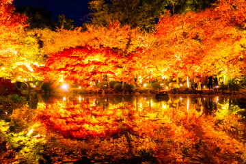 京都の紅葉ライトアップ 絶景