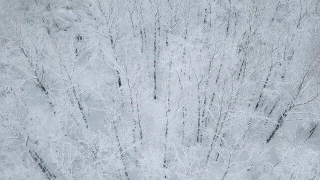 Frozen forest winter landscape aerial drone footage. Drone flight video over beautiful snow covered trees . Winter season travel background