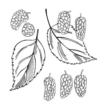 Hand drawn  mulberry.  Sketch illustration