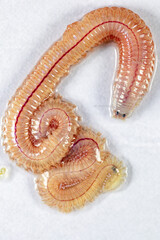 Sand Worm (Perinereis sp.) is the same species as sea worms (Polychaete), Living in a beach area with relatively shallow water levels for education in laboratory.
