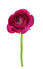 Pink ranunculus flower isolated - obrazy, fototapety, plakaty