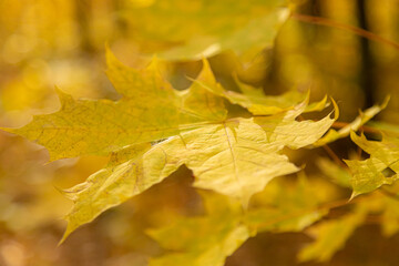 Autumn leaves on the sun. Fall blurred background