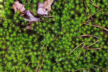 Natural green moss background. Pine forest. 