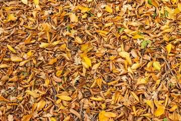 Colorful backround image of fallen autumn leaves perfect for seasonal use