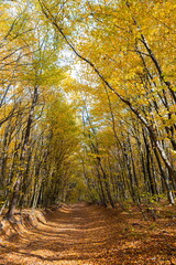 Obraz premium A picturesque path in the autumn forest. beautiful nature, tranquility, relaxation