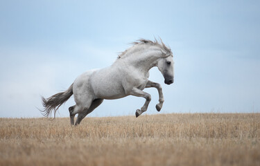 Fototapeta na wymiar white horse runs gallop