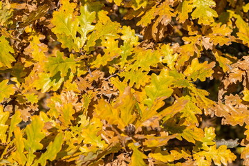 Colorful backround image of fallen autumn leaves perfect for seasonal use