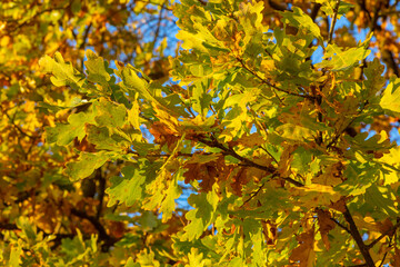 Yellow autumn leaves and branches against a blue sky. Bright golden oak leaves in autumn, space for copying. Autumn background of nature.
