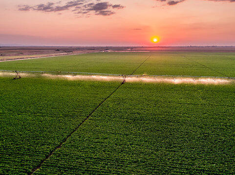 Aerial view of agricultural sprinkler watering vast green bean field at sunrise
