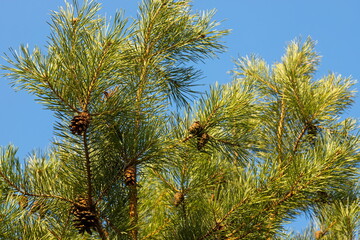 Pine cones with needles on a tree in the forest