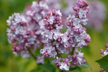 Terry lilac brush in the park.