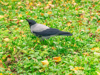 The crow (Latin Corvus) is a genus of birds. Crows are one of the smartest animals in the world. A crow on a background of green grass and fallen yellow leaves.