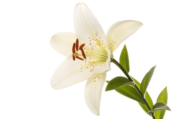 White lily flower isolated on white  background.
