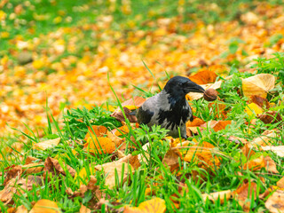The crow (Latin Corvus) is a genus of birds. Crows are one of the smartest animals in the world. A crow breaks a walnut. A crow on a background of green grass and fallen yellow leaves.