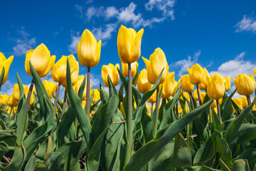 Surface view of bed of yellow blooming tulips
