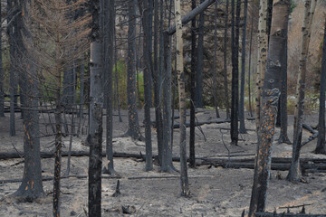Landscape view of a forest after a wildfire. BC, Summer 2021