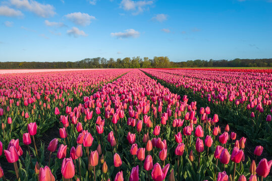 Pink tulips blooming in vast springtime field