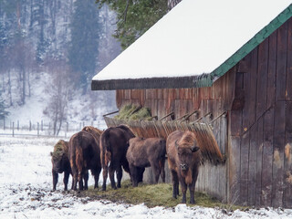 large group of bisons