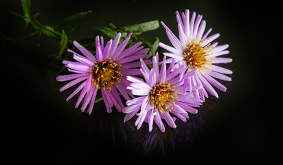 close-up of purple flowers on a dark background. copy space