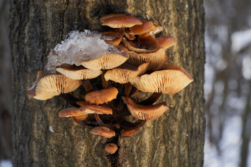 Edible mushroom Flammulina velutipes in floodplain forest. Known as velvet shank or enokitake . Bunch of winter mushrooms growing on the wood.	