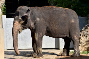 Elephant at the zoo , wildlife animal

