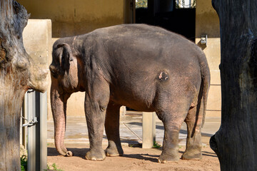 Elephant at the zoo , wildlife animal
