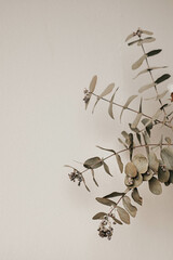 Vertical frame Branch of dried eucalyptus leaves. Minimal composition in white background with copy space.