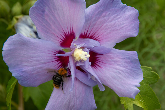 Closeup Of A Beautiful Purple Hibiscus Flower In A Garden